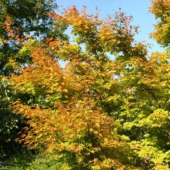 Acer Palmatum 'Sango-kaku' -Cheap Plants Store tr0000000110 card4 lg