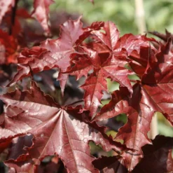 Acer Platanoides 'Crimson King' -Cheap Plants Store tr0000000124 card3 lg