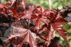 Acer Platanoides 'Crimson King' -Cheap Plants Store tr0000000124 card4 lg