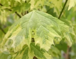 Acer Platanoides 'Drummondii' -Cheap Plants Store tr0000000127 card3 lg