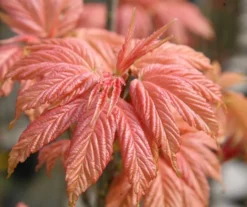 Acer Pseudoplatanus 'Brilliantissimum' -Cheap Plants Store tr0000000138 card3 lg