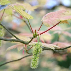 Acer Pseudoplatanus 'Brilliantissimum' -Cheap Plants Store tr0000000138 card4 lg