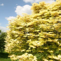 Acer Pseudoplatanus 'Brilliantissimum' -Cheap Plants Store tr0000000138 card5 lg