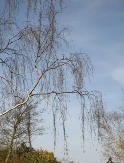 Betula Pendula -Cheap Plants Store tr0000000352 card3 lg