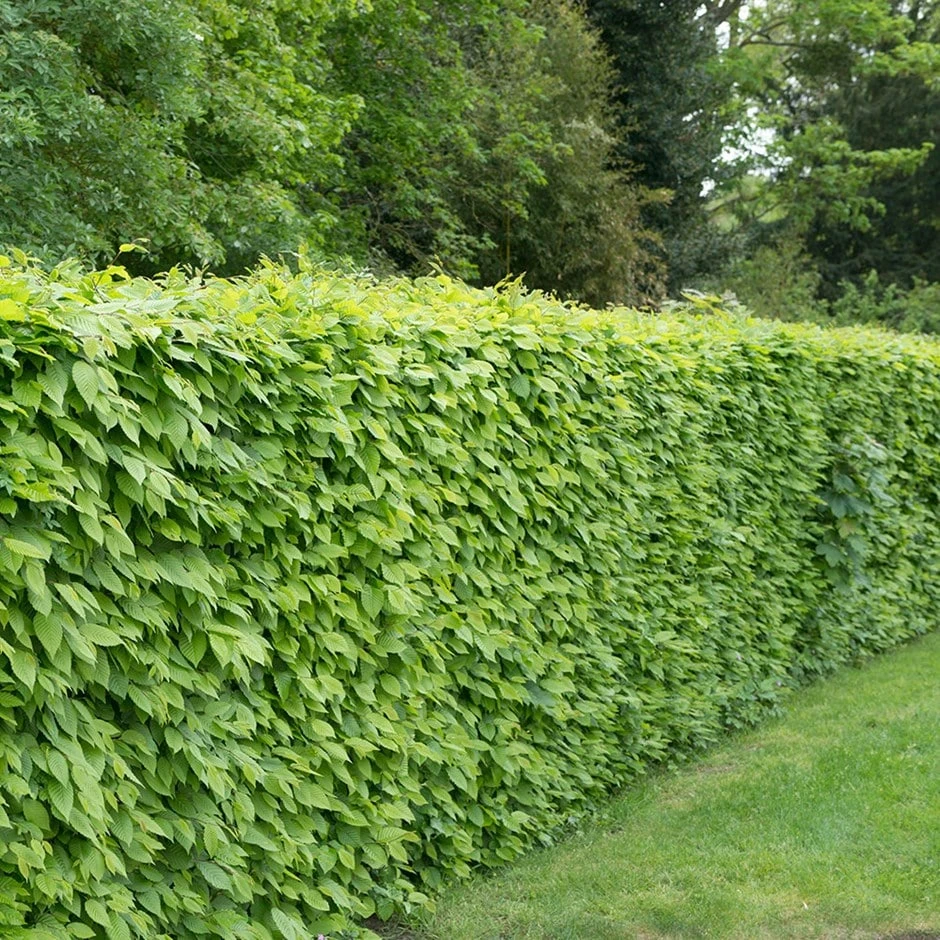 Carpinus Betulus - Hornbeam Hedging 1 Carpinus Betulus - Hornbeam Hedging