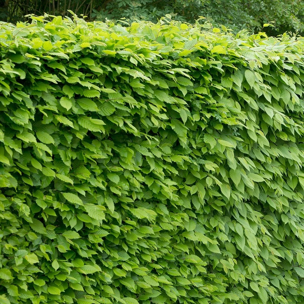 Carpinus Betulus - Hornbeam Hedging 2 Carpinus Betulus - Hornbeam Hedging - Image 2
