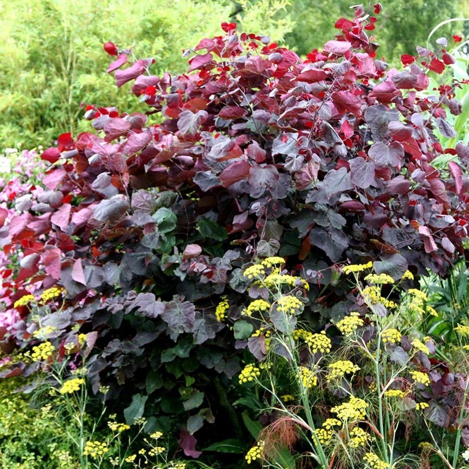 Cercis Canadensis 'Forest Pansy' 1 Cercis Canadensis 'Forest Pansy'