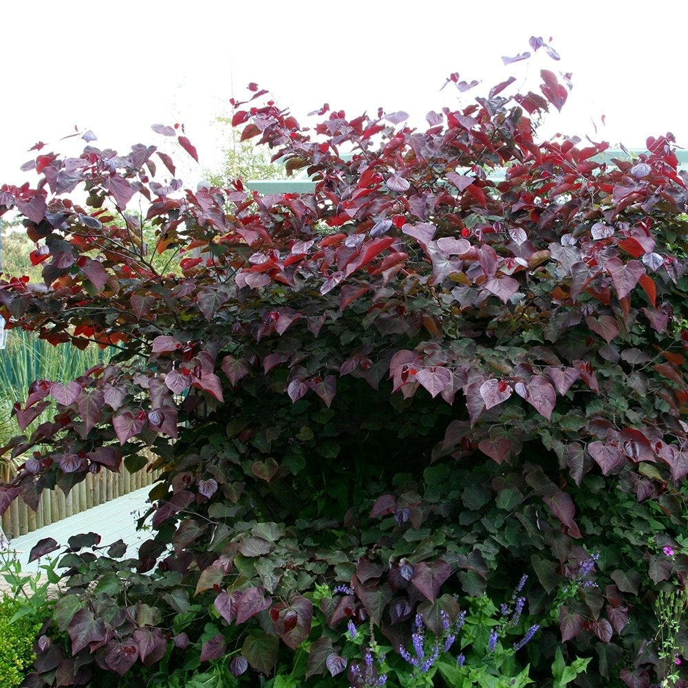 Cercis Canadensis 'Forest Pansy' 2 Cercis Canadensis 'Forest Pansy' - Image 2