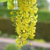 Laburnum × Watereri 'Vossii'