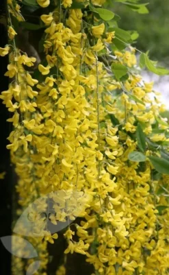Laburnum × Watereri 'Vossii' -Cheap Plants Store tr0000004043 card4 lg