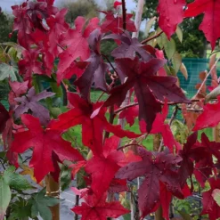 Liquidambar Styraciflua 'Worplesdon'