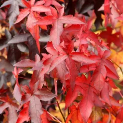 Liquidambar Styraciflua 'Worplesdon' -Cheap Plants Store tr0000004100 card3 lg