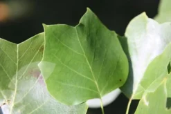 Liriodendron Tulipifera -Cheap Plants Store tr0000004577 card4 lg