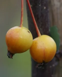 Malus × Floribunda -Cheap Plants Store tr0000004584 card3 lg