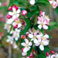 Malus × Zumi 'Golden Hornet' -Cheap Plants Store tr0000004585 card3 lg