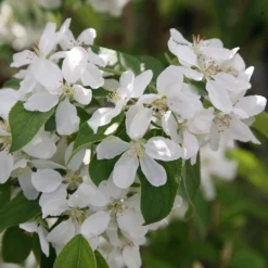 Malus 'John Downie' -Cheap Plants Store tr0000004588 card3 lg