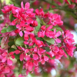 Malus × Moerlandsii 'Profusion Improved'