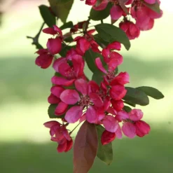 Malus × Moerlandsii 'Profusion Improved' -Cheap Plants Store tr0000004592 card3 lg