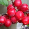 Malus × Robusta 'Red Sentinel'