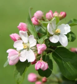 Malus × Robusta 'Red Sentinel' -Cheap Plants Store tr0000004594 card3 lg