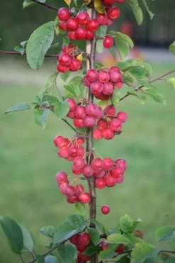 Malus × Robusta 'Red Sentinel' -Cheap Plants Store tr0000004594 card4 lg