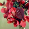 Malus 'Royalty'