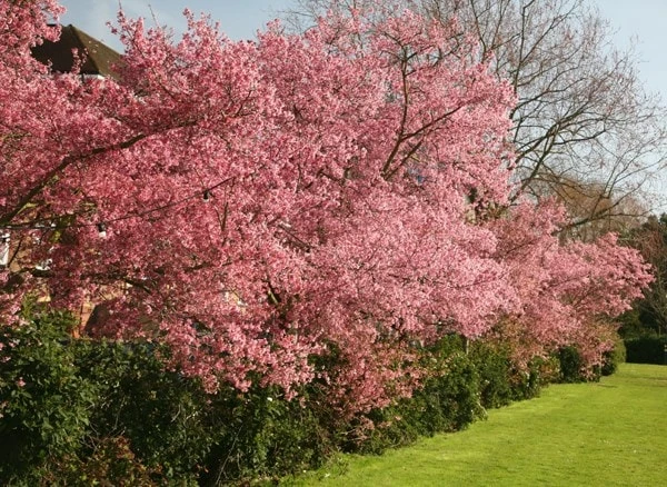 Prunus × Incam 'Okamé' 3 Prunus × Incam 'Okamé' - Image 3