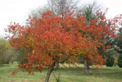 Prunus × Incam 'Okamé' 9 Prunus × Incam 'Okamé' -Cheap Plants Store tr0000004630 card4 lg