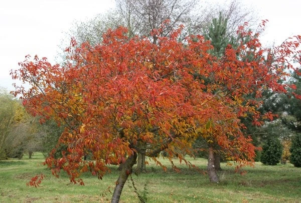 Prunus × Incam 'Okamé' 4 Prunus × Incam 'Okamé' - Image 4