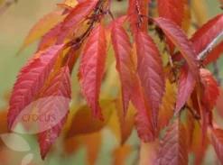 Prunus × Incam 'Okamé' 10 Prunus × Incam 'Okamé' -Cheap Plants Store tr0000004630 card5 lg