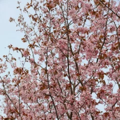 Prunus Sargentii -Cheap Plants Store tr0000004638 card4 lg