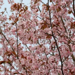 Prunus Sargentii -Cheap Plants Store tr0000004638 card5 lg