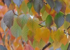 Prunus Serrula -Cheap Plants Store tr0000004639 card3 lg