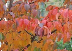 Prunus Serrula -Cheap Plants Store tr0000004639 card4 lg