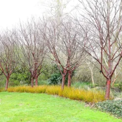 Prunus Serrula -Cheap Plants Store tr0000004639 card5 lg