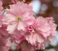 Prunus 'Kanzan' -Cheap Plants Store tr0000004641 card3 lg