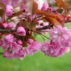 Prunus 'Kanzan' -Cheap Plants Store tr0000004641 card5 lg