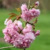 Prunus 'Kiku-shidare-zakura'