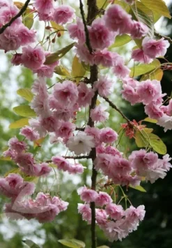 Prunus 'Kiku-shidare-zakura' -Cheap Plants Store tr0000004643 card4 lg