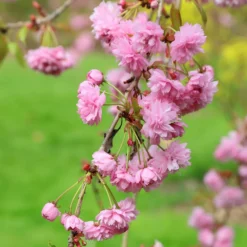 Prunus 'Kiku-shidare-zakura' -Cheap Plants Store tr0000004643 card5 lg