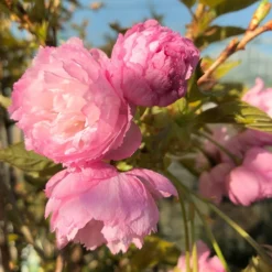 Prunus 'Pink Perfection' -Cheap Plants Store tr0000004644 card3 lg