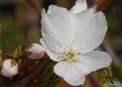 Prunus 'Tai-haku' 7 Prunus 'Tai-haku' -Cheap Plants Store tr0000004647 card4 lg