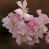 Prunus × Subhirtella 'Autumnalis Rosea'