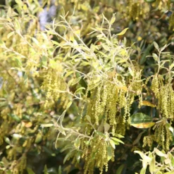 Quercus Ilex -Cheap Plants Store tr0000004676 card3 lg