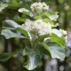 Sorbus Aria 'Lutescens'