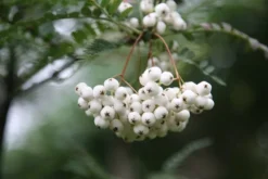 Sorbus Cashmiriana 'Hedl.' -Cheap Plants Store tr0000004726 card3 lg