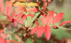 Sorbus Ulleungensis 'Olympic Flame' 5 Sorbus Ulleungensis 'Olympic Flame' -Cheap Plants Store tr0000004729 card3 lg