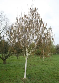 Betula Utilis Subsp. Jacquemontii 'Grayswood Ghost' -Cheap Plants Store tr0000078429 card3 lg