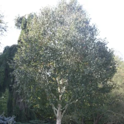 Betula Utilis Subsp. Jacquemontii 'Grayswood Ghost' -Cheap Plants Store tr0000078429 card4 lg