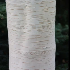 Betula Utilis Subsp. Jacquemontii 'Grayswood Ghost' -Cheap Plants Store tr0000078429 card5 lg